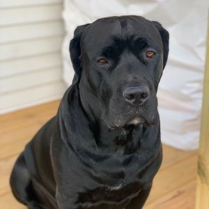 Meet your Posher, Curtis